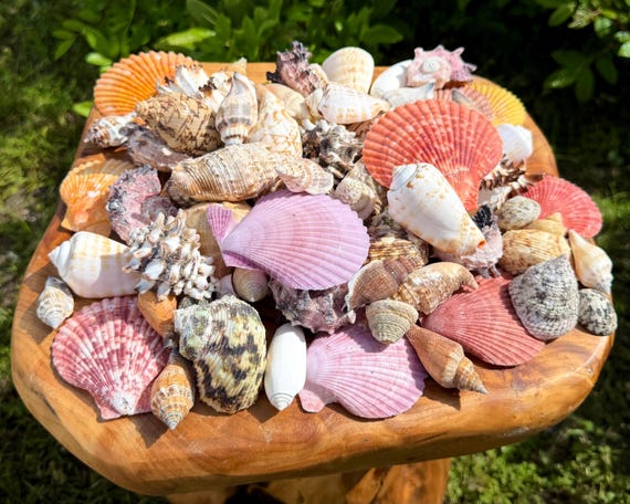 Medium Assorted Seashell Mix - Natural Bulk Shells For Crafts & Coastal Decor - Choose Amount