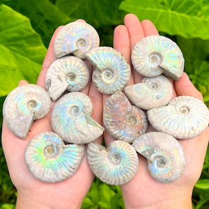 May include: A collection of ten iridescent ammonite fossils featuring spiral shell patterns with shimmering rainbow hues of blue, green, and gold. Each fossil displays a distinct coiled structure with visible ridges and a smooth, polished surface.