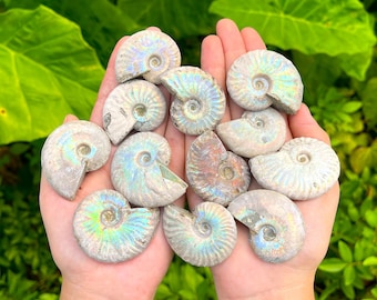 Opalized Ammonite Fossils - Natural Rainbow Iridescent Ammonites - Choose Size & Amount (Ancient Marine Fossils)