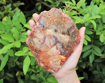 HUGE Petrified Wood Slabs, Single Pieces 1-1.5 lb, 4-5" (Premium Quality 'AAA' Grade Display Specimens, Fossilized Wood Slice, Home Decor)