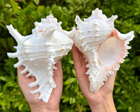 JUMBO Murex Ramosus Shells - Choose Size 5-8" - Natural Seashells for Coastal Crafts & Nautical Decor