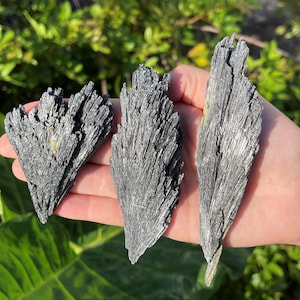 May include: Three black, fan-shaped, mineral specimens with a striated texture. The specimens are arranged in a row on a hand.