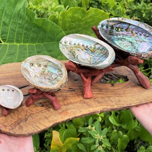 May include: Three iridescent abalone shells of varying sizes are displayed on individual dark reddish-brown wooden tripod stands. These shells are arranged on a rectangular, natural-edged wooden board with a visible grain and dark knots.