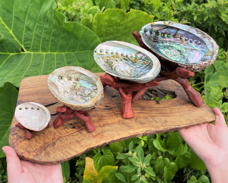 May include: Three iridescent abalone shells of varying sizes are displayed on individual dark reddish-brown wooden tripod stands. These shells are arranged on a rectangular, natural-edged wooden board with a visible grain and dark knots.