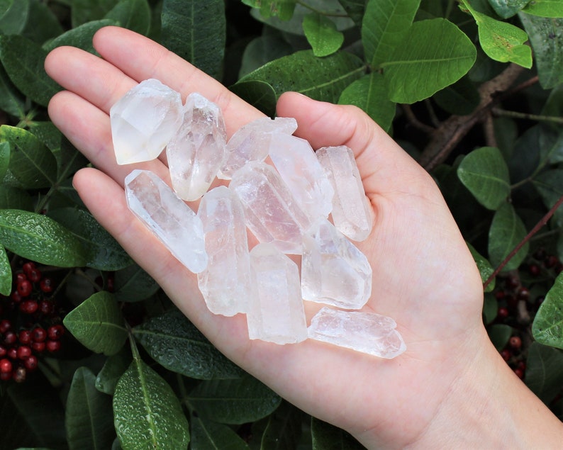 May include: A handful of clear quartz crystal points. The crystals are translucent and vary in size and shape. The background features green leaves and foliage. The crystals are held in an open hand.
