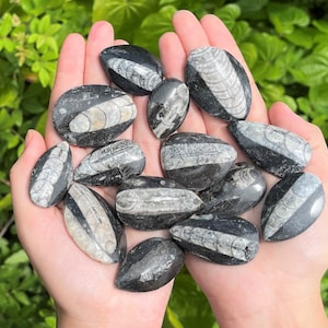 Orthoceras Fossils, Fossilized Ancient Cephalopod Specimen - Choose How Many (465+ Million Years Old, Fossilized Squid Crystal, Fossil Gift)