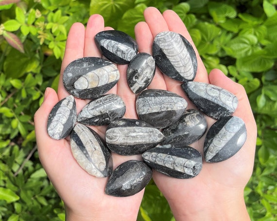 Orthoceras Fossils, Fossilized Ancient Cephalopod Specimen - Choose How Many (465+ Million Years Old, Fossilized Squid Crystal, Fossil Gift)