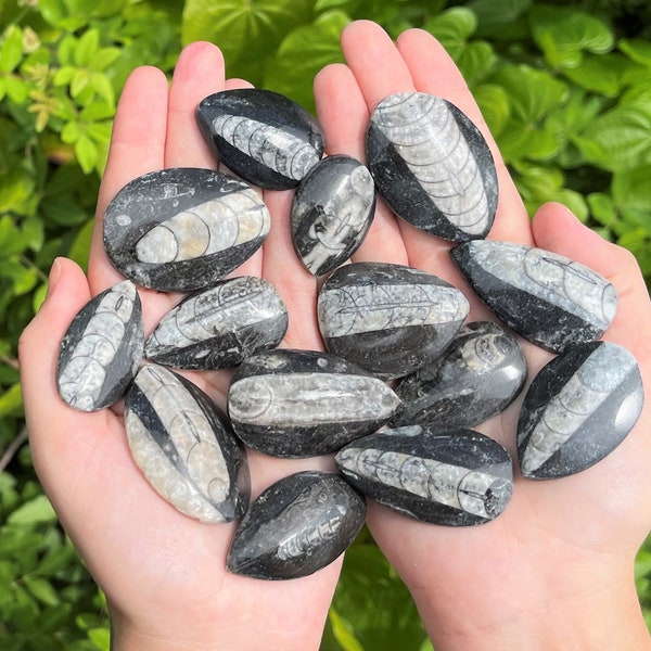 Orthoceras Fossils, Fossilized Ancient Cephalopod Specimen - Choose How Many (465+ Million Years Old, Fossilized Squid Crystal, Fossil Gift)