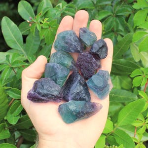 May include: A hand holds a collection of raw fluorite crystals. The stones display a mix of colors, including deep purple, teal, and blue-green hues. The background features lush green foliage.