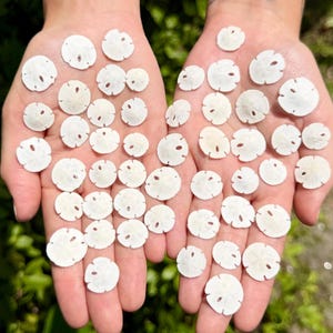 May include: A collection of numerous small, white, circular sand dollars with distinct petal-like patterns on their surfaces. These delicate, bleached marine fossils are scattered across the palms of two open hands, showcasing their natural textures.