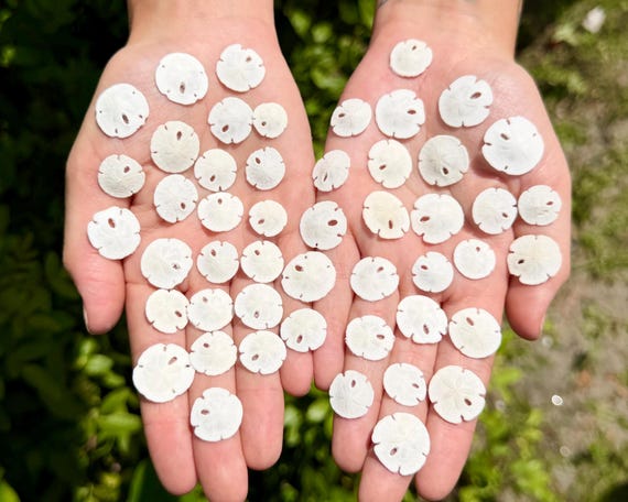 Mini Natural Sand Dollars 1/4-1/2" - Choose Bulk Quantity - Coastal Crafts & Beach Decor