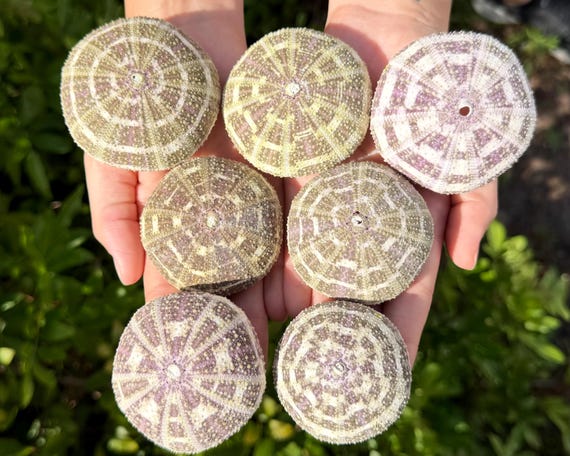 Natural Alfonso Sea Urchin Shells 2-3" – Choose Quantity – Coastal Decor, Nautical Crafts & Beach Supply