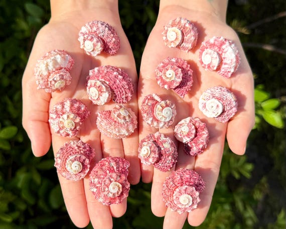 Natural Red Delphinula Dolphin Shells - Choose Quantity - Seashells for Crafts, Coastal & Beach Decor