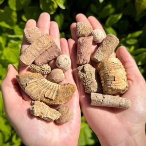 May include: Two hands displaying a collection of fossils. The fossils are in shades of beige, brown, and tan, with diverse shapes and textures, including shells and segmented forms. The background is blurred green foliage.