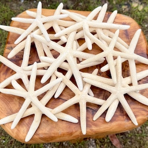 May include: A collection of multiple off-white, five-pointed starfish arranged in a cluster. Each starfish features a textured, calcified surface with a central disc and five tapering arms, creating a layered and overlapping display of marine specimens.