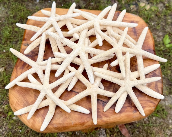 LARGE White Finger Starfish 4-6" - Choose Bulk Quantity – Natural Coastal Decor & Nautical Crafts