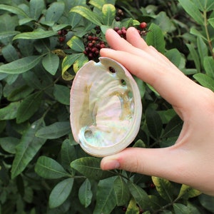 May include: An iridescent abalone shell, held against a backdrop of green foliage. The shell displays a range of colors, including pink, blue, and green, with a pearlescent sheen. The shell's interior is smooth and reflective.