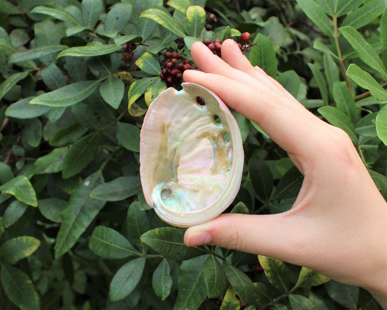 May include: An iridescent abalone shell, held against a backdrop of green foliage. The shell displays a range of colors, including pink, blue, and green, with a pearlescent sheen. The shell's interior is smooth and reflective.