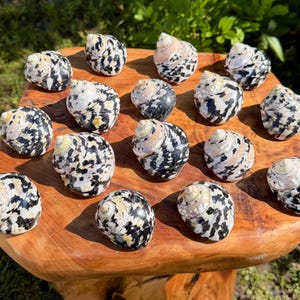 May include: A collection of fourteen spiral seashells featuring a mottled pattern of black, white, and tan colors. Each shell has a smooth, polished surface with a distinct coiled shape, arranged across the surface of a natural wooden block.