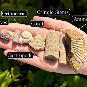 Genuine Fossil Mix - Natural Fossil Assortments Wholesale Bulk Lots (Mixture of Authentic Moroccan Fossils) image 2