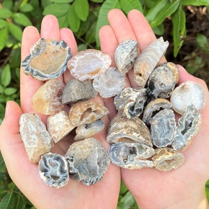 May include: A collection of small, natural agate crystals in various shades of gray, brown, and white. The crystals are translucent and have a variety of shapes and sizes. They are held in the palm of a hand.