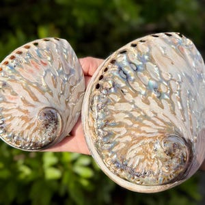 May include: Two iridescent abalone shells with a pearlescent sheen. The shells display a range of colors, including blues, greens, and browns, with a textured surface. The shells have a spiral shape and a series of small holes along the edge.