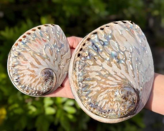 Polished Light Abalone Shells, Natural LARGE Iridescent Shells: Choose Size 4 - 6.5" (Holds Smudge Sticks, Incense, Crystals & More!)