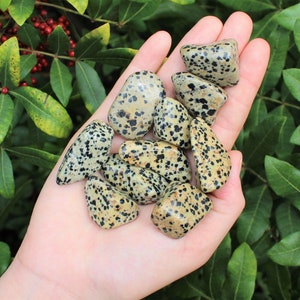 Dalmation Jasper Tumbled Stones: Choose How Many Pieces (Premium Quality &#39;A&#39; Grade)
