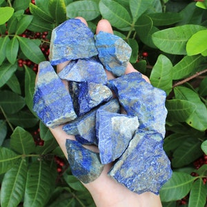May include: A collection of rough, blue lapis lazuli stones with white veins. The stones are in a hand, against a background of green leaves and red berries.