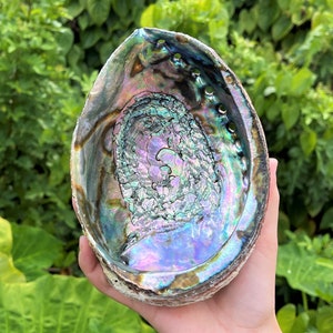 May include: A large iridescent abalone shell with a deep, swirling pattern. The shell is a natural, organic shape with a smooth, polished interior. The shell is a beautiful example of the natural beauty of the ocean.