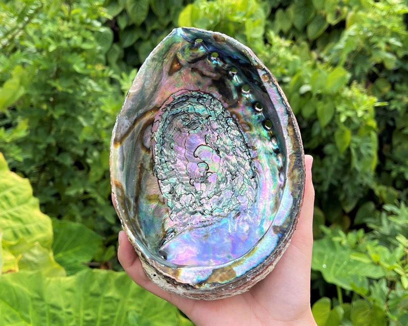 May include: A large iridescent abalone shell with a deep, swirling pattern. The shell is a natural, organic shape with a smooth, polished interior. The shell is a beautiful example of the natural beauty of the ocean.