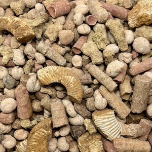 May include: A close-up of a collection of fossils, including ammonites, shells, and other ancient marine life remains. The fossils are in shades of beige, brown, and reddish-brown, creating a natural and earthy aesthetic. The assortment is a mix of shapes and sizes.