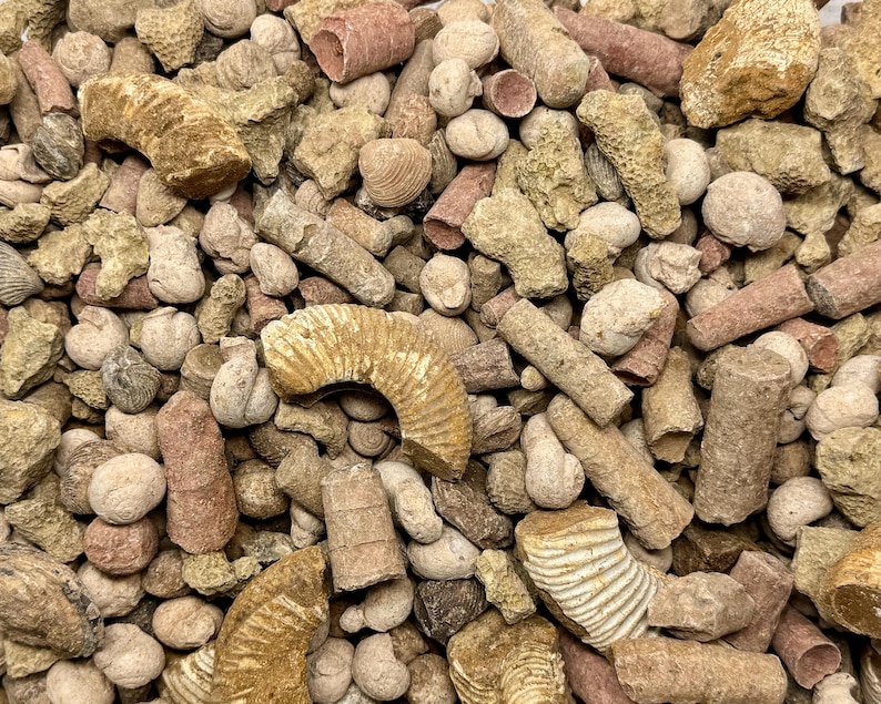 May include: A close-up of a collection of fossils, including ammonites, shells, and other ancient marine life remains. The fossils are in shades of beige, brown, and reddish-brown, creating a natural and earthy aesthetic. The assortment is a mix of shapes and sizes.