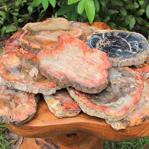 LARGE Petrified Wood Slabs, Single Pieces 3 - 6&quot; - Choose Size (Premium Quality &#39;AAA&#39; Grade Display Specimens, Fossilized Wood Crystals)