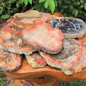 LARGE Petrified Wood Slabs, Single Pieces 3 - 6" - Choose Size (Premium Quality 'AAA' Grade Display Specimens)