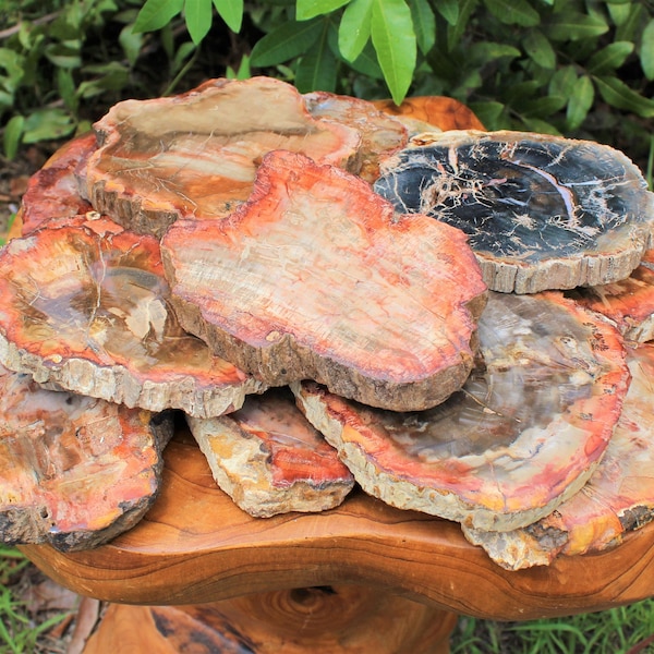 LARGE Petrified Wood Slabs, Single Pieces 3 - 6" - Choose Size (Premium Quality 'AAA' Grade Display Specimens)