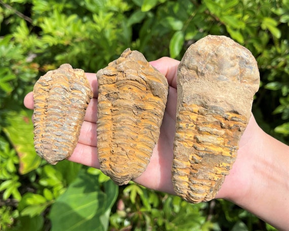 LARGE Genuine Trilobite Fossils, 2.5-3.5" Ancient Calymene Trilobite Specimens (500 Million Years Old)