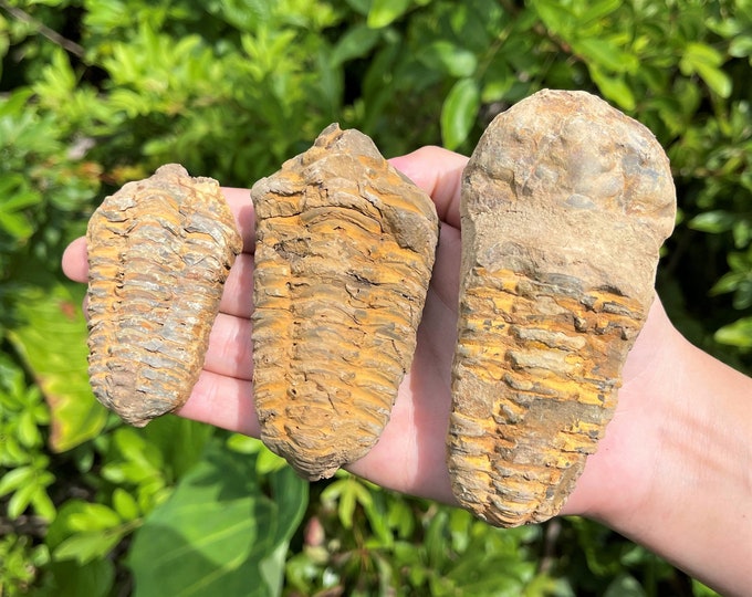 LARGE Genuine Trilobite Fossils, 2.5-3.5" Ancient Calymene Trilobite Specimens (500 Million Years Old)