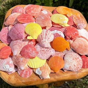 May include: A collection of small, fan-shaped scallop shells in vibrant shades of yellow, orange, pink, and red. The shells feature distinct radial ridges and varying textures, piled together to create a colorful display of natural marine forms.