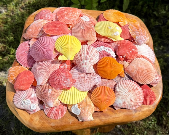 Assorted Colorful Scallop Shells - Wholesale Bulk Lots - Natural Seashells for Crafts & Coastal Decor
