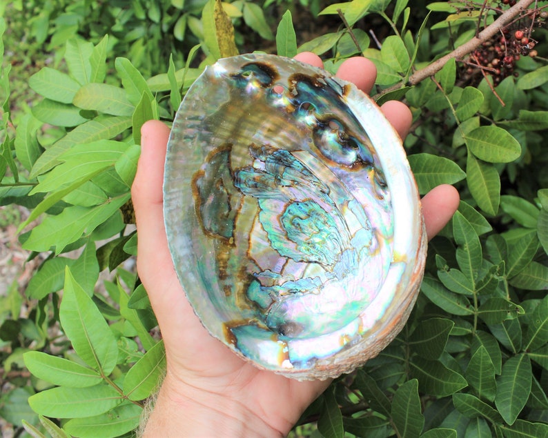 Home Smudging Kit Premium Abalone Shell 3 Blue Sage Smudge | Etsy