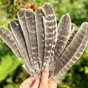 Large Turkey Feather for Smudging, Fanning, etc. 10-12&quot; (Barred Wing Smudge Feather)