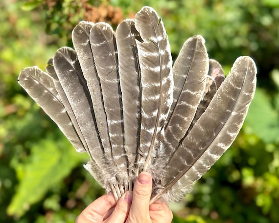 Large Turkey Feather for Smudging, Fanning, etc. 10-12" (Barred Wing Smudge Feather)