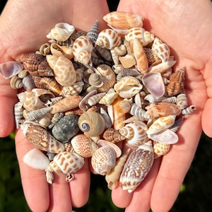 May include: A collection of various small seashells in shades of tan, brown, white, and grey. The assortment includes spiral, cone, and bivalve shapes with diverse textures, spotted patterns, and smooth surfaces, all gathered together in a cluster.