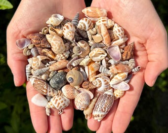 Small Assorted Seashell Mix - Natural Bulk Shells For Crafts & Coastal Decor - Choose Amount