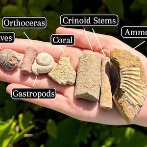 May include: A selection of fossils, including bivalves, orthoceras, gastropods, coral, crinoid stems, and an ammonite, are shown in a hand. The fossils range in colour from light tan to brown and have distinct textures and shapes. The image is taken outdoors.