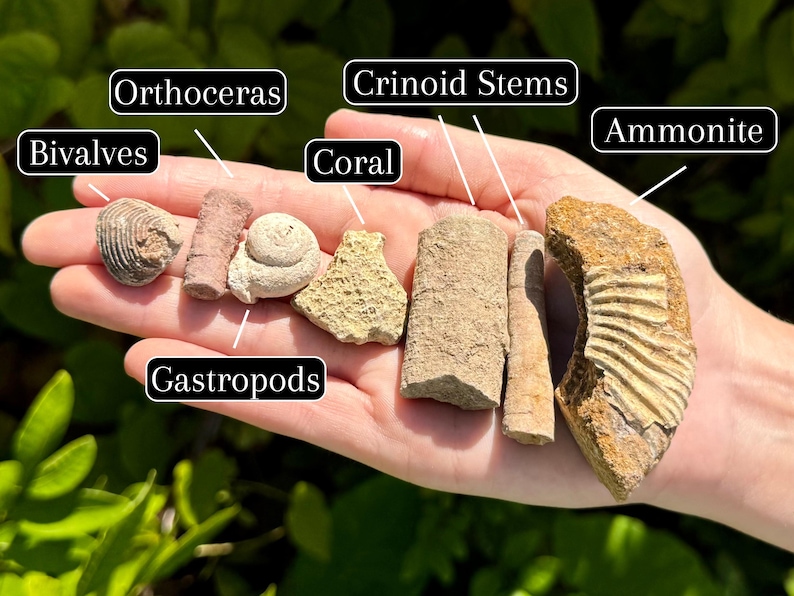 May include: A selection of fossils, including bivalves, orthoceras, gastropods, coral, crinoid stems, and an ammonite, are shown in a hand. The fossils range in colour from light tan to brown and have distinct textures and shapes. The image is taken outdoors.