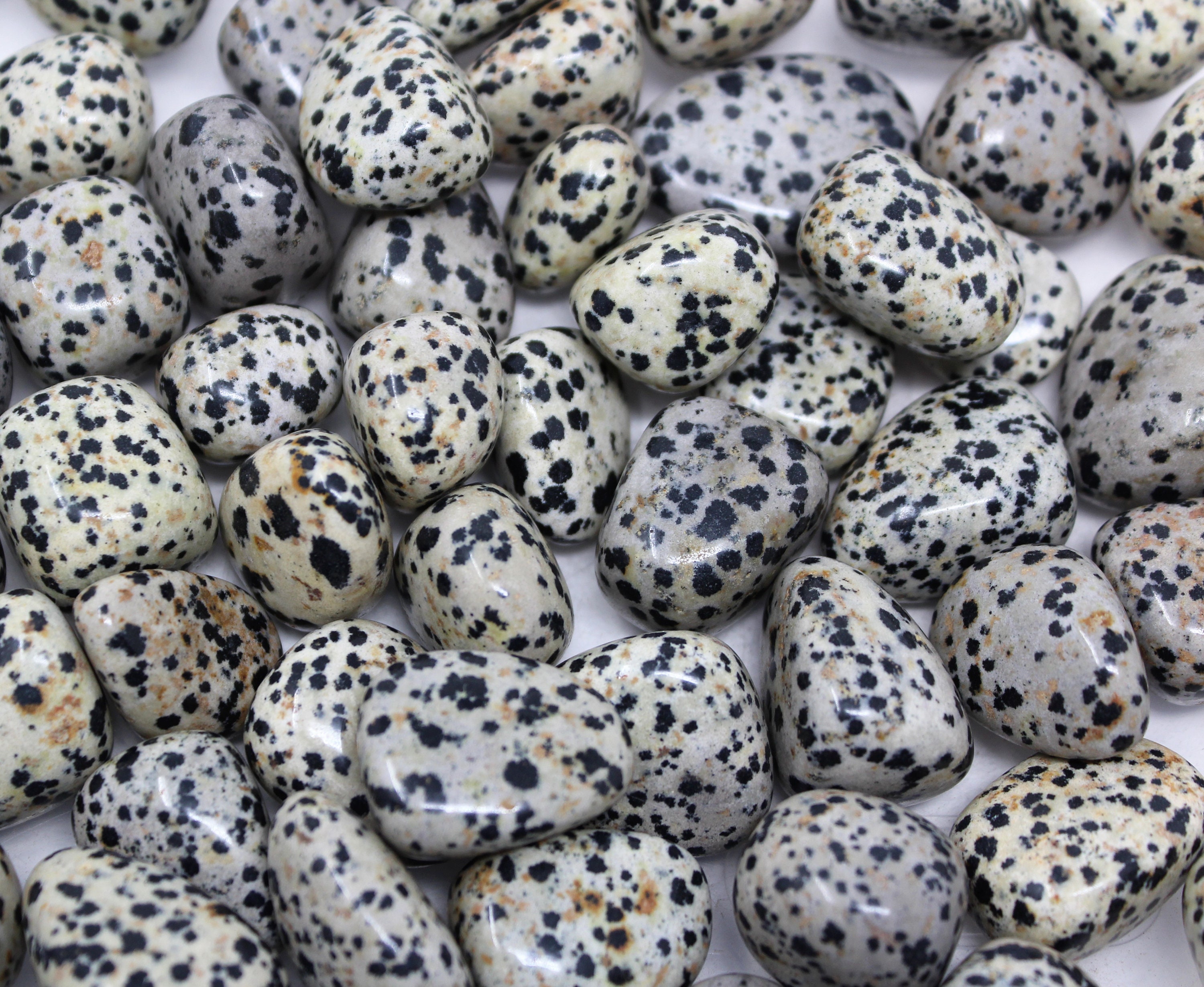 dalmation jasper dalmation jasper