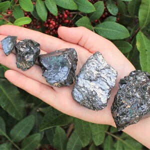 May include: Five pieces of raw, dark gray crystals with a metallic sheen are held in an open hand. The crystals vary in size and have a rough, textured surface. Green foliage and red berries are in the background.