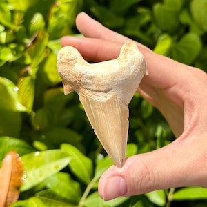 May include: A fossilised shark tooth, pale cream in colour with a sharp, serrated edge. The tooth is held against a backdrop of green foliage, highlighting its natural texture and shape. A unique collectible or decorative item.